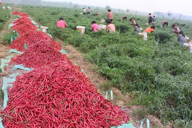 太陽(yáng)能殺蟲燈為山東辣椒種植園保駕護(hù)航