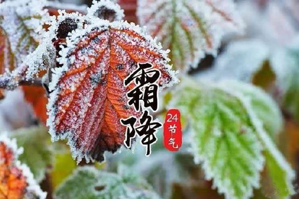 今日霜降，記得收起您的太陽能殺蟲燈