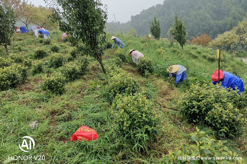 一組河南信陽(yáng)茶園殺蟲燈實(shí)拍圖