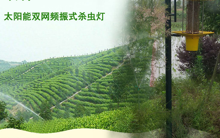 高桿式太陽能殺蟲燈應用于江西會昌縣林業圖片