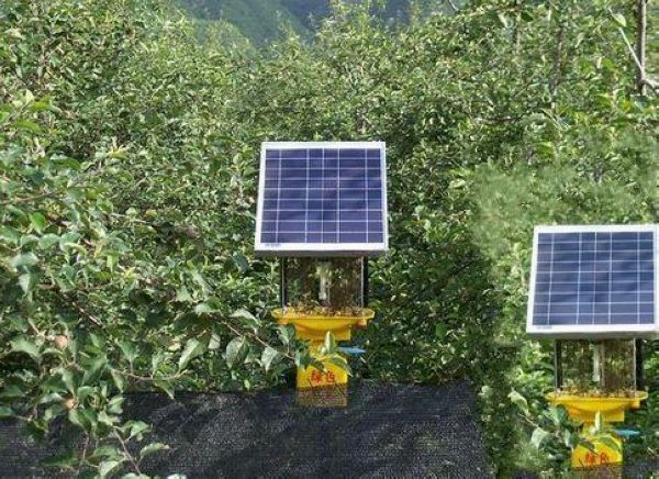 果園太陽能殺蟲燈，果樹比殺蟲燈還高