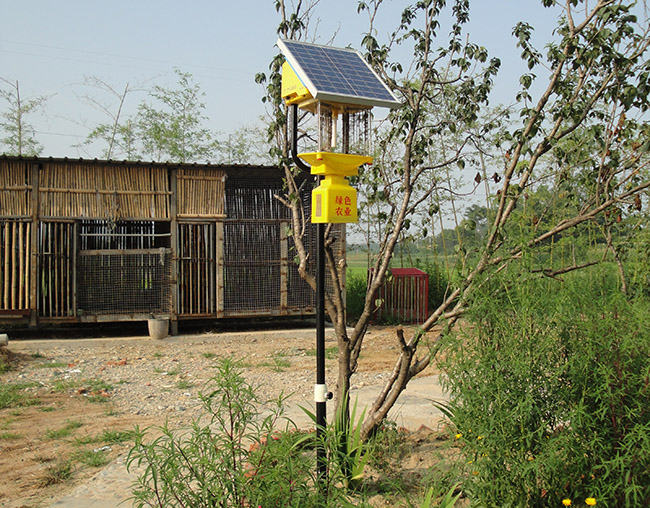 庭院太陽能殺蟲燈：高效、安全的驅蟲神器